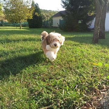 Tinghsa Bells Tibetan Terrier 0122