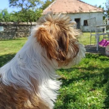 Tinghsa Bells Tibetan Terrier 0124