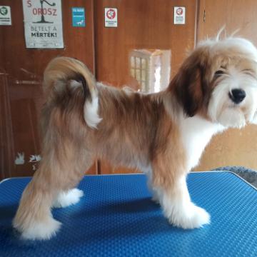 Tinghsa Bells Tibetan Terrier 0125