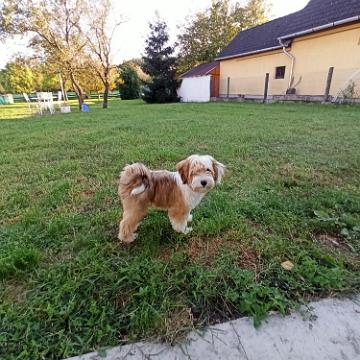 Tinghsa Bells Tibetan Terrier 0130