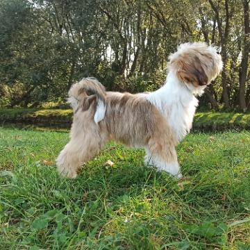 Tinghsa Bells Tibetan Terrier 0132