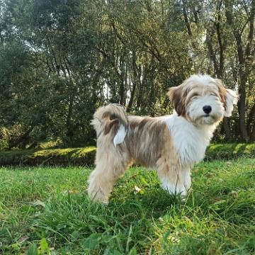 Tinghsa Bells Tibetan Terrier 0133