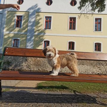 Tinghsa Bells Tibetan Terrier 0134