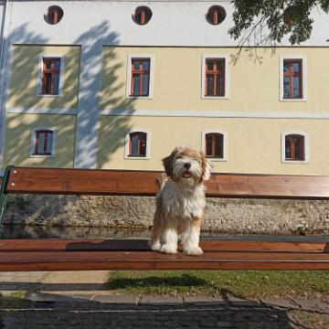 Tinghsa Bells Tibetan Terrier 0135