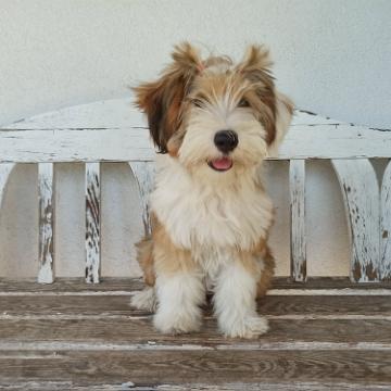 Tinghsa Bells Tibetan Terrier Hima Laya 03