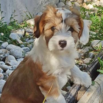 Tinghsa Bells Tibetan Terrier Hima Laya 1