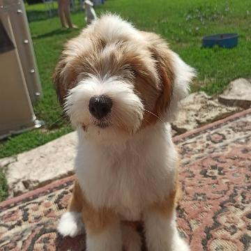 Tinghsa Bells Tibetan Terrier Hima Laya 2