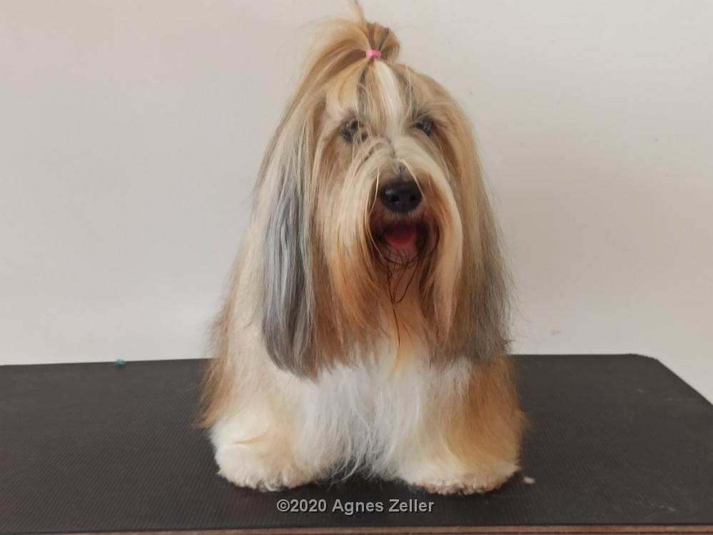 Tinghsa Bells Tibetan Terrier 0004