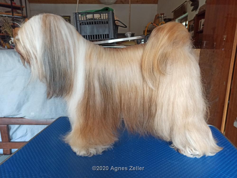 Tinghsa Bells Tibetan Terrier 0106