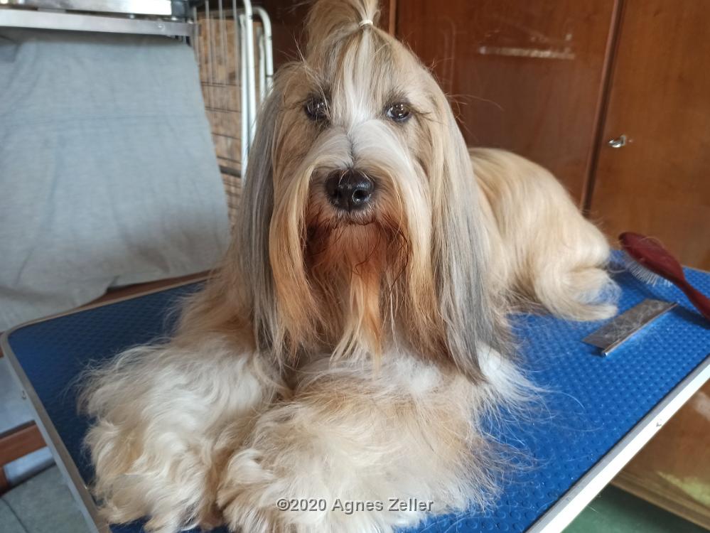 Tinghsa Bells Tibetan Terrier 0107