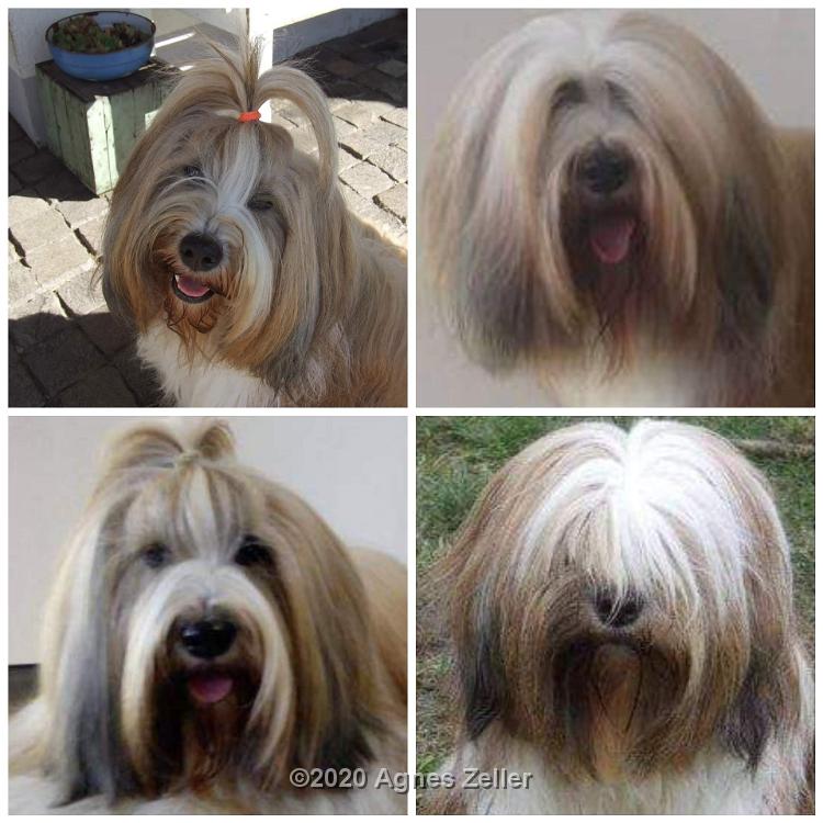 Tinghsa Bells Tibetan Terrier 0108