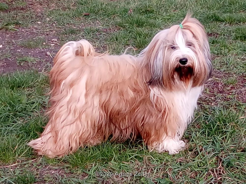 Tinghsa Bells Tibetan Terrier 0110