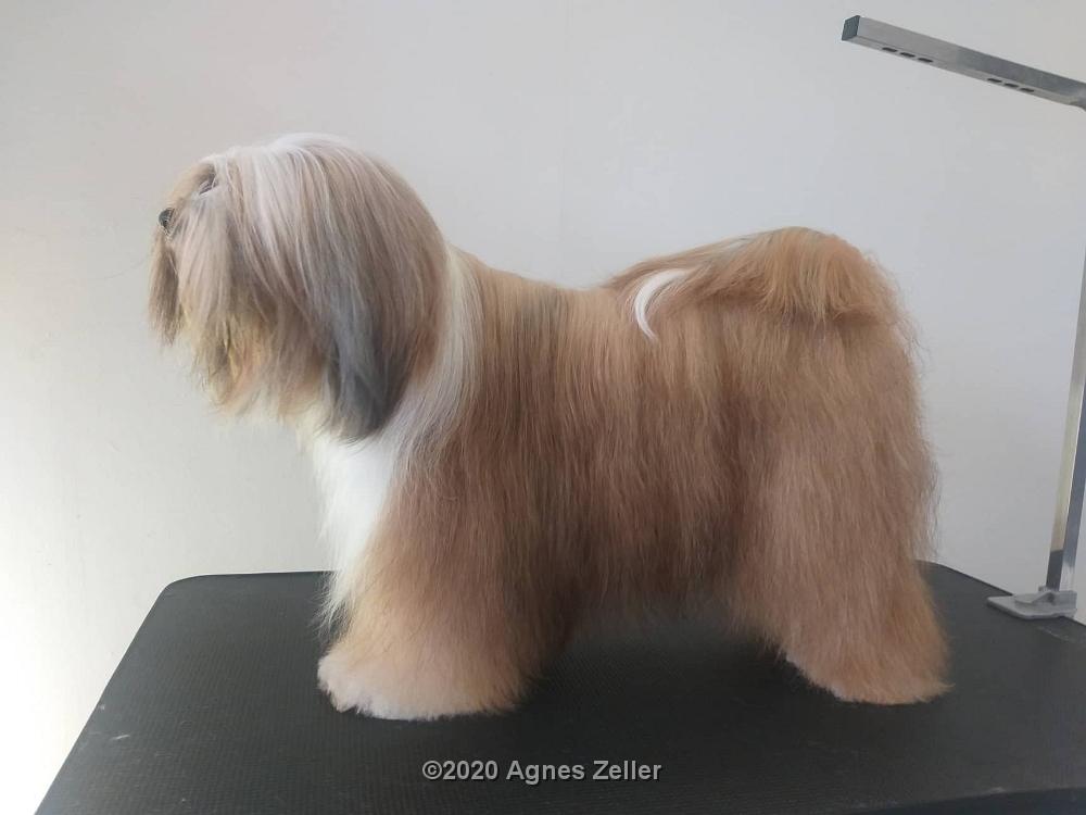 Tinghsa Bells Tibetan Terrier 0112