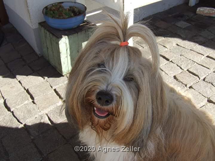 Tinghsa Bells Tibetan Terrier 0113