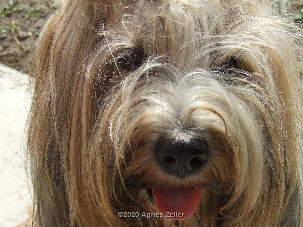 Tinghsa Bells Tibetan Terrier 0114