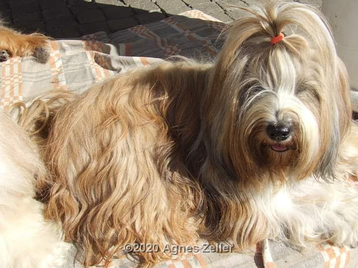 Tinghsa Bells Tibetan Terrier 0117