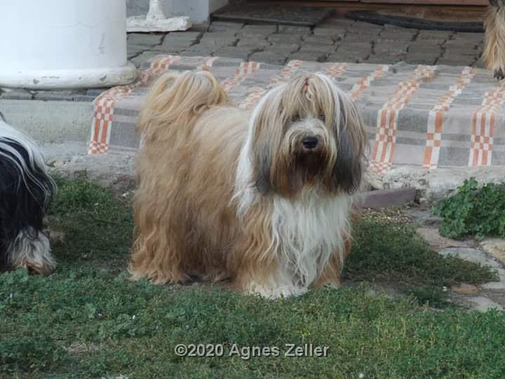 Tinghsa Bells Tibetan Terrier Honey 1