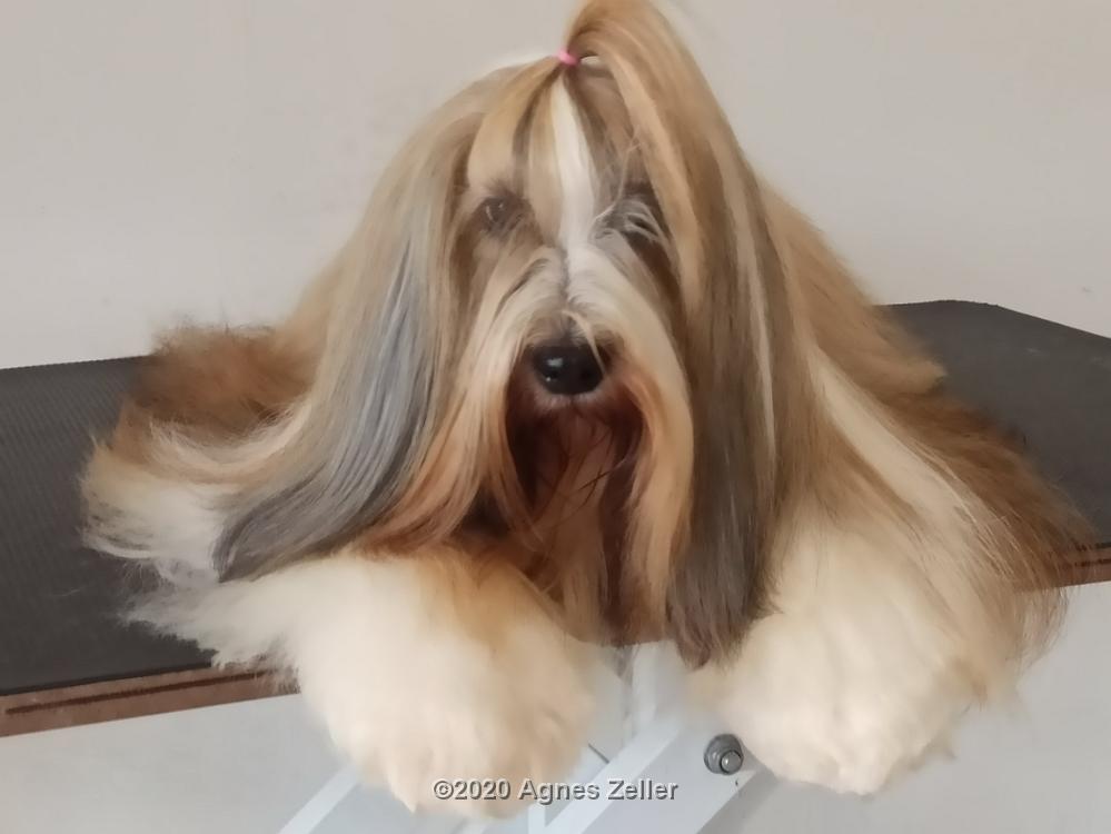 Tinghsa bells Tibetan Terrier 0001