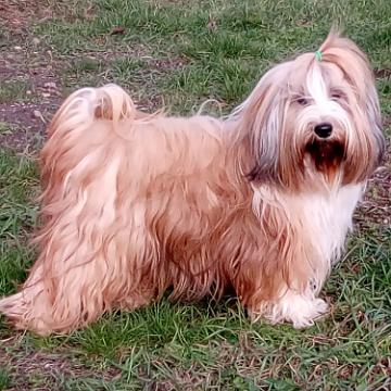 Tinghsa Bells Tibetan Terrier 0110