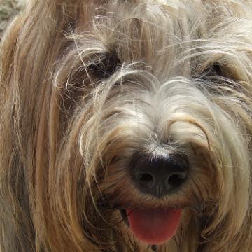 Tinghsa Bells Tibetan Terrier 0114