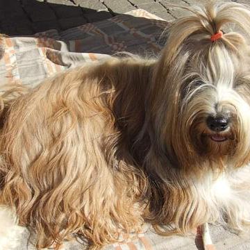 Tinghsa Bells Tibetan Terrier 0117