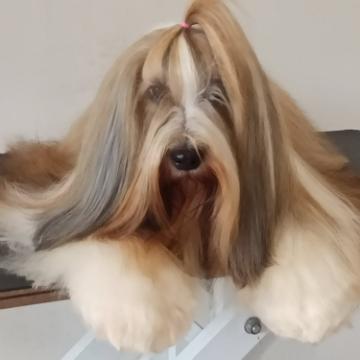 Tinghsa bells Tibetan Terrier 0001