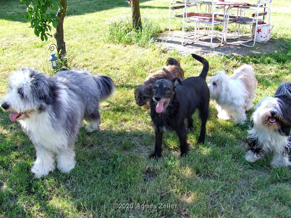 Tinghsa Bells Tibetan Terrier 0302