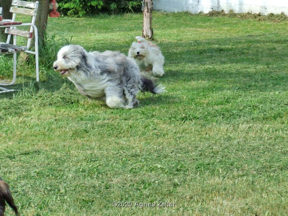 Tinghsa Bells Tibetan Terrier 0303