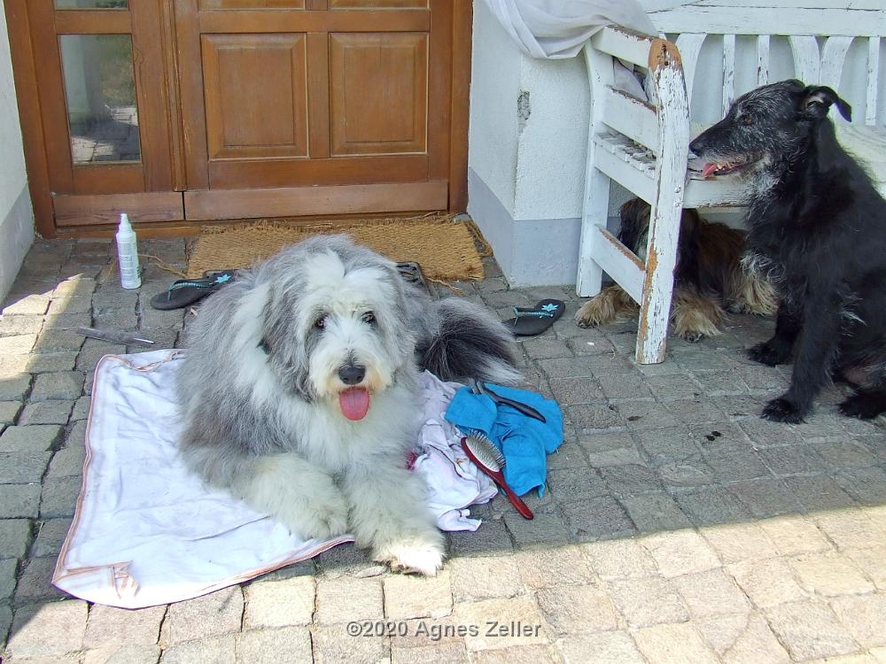 Tinghsa Bells Tibetan Terrier 0305