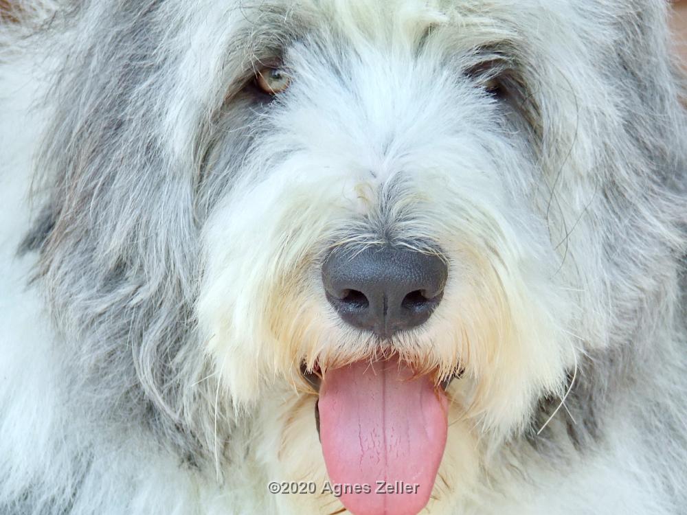 Tinghsa Bells Tibetan Terrier 0306