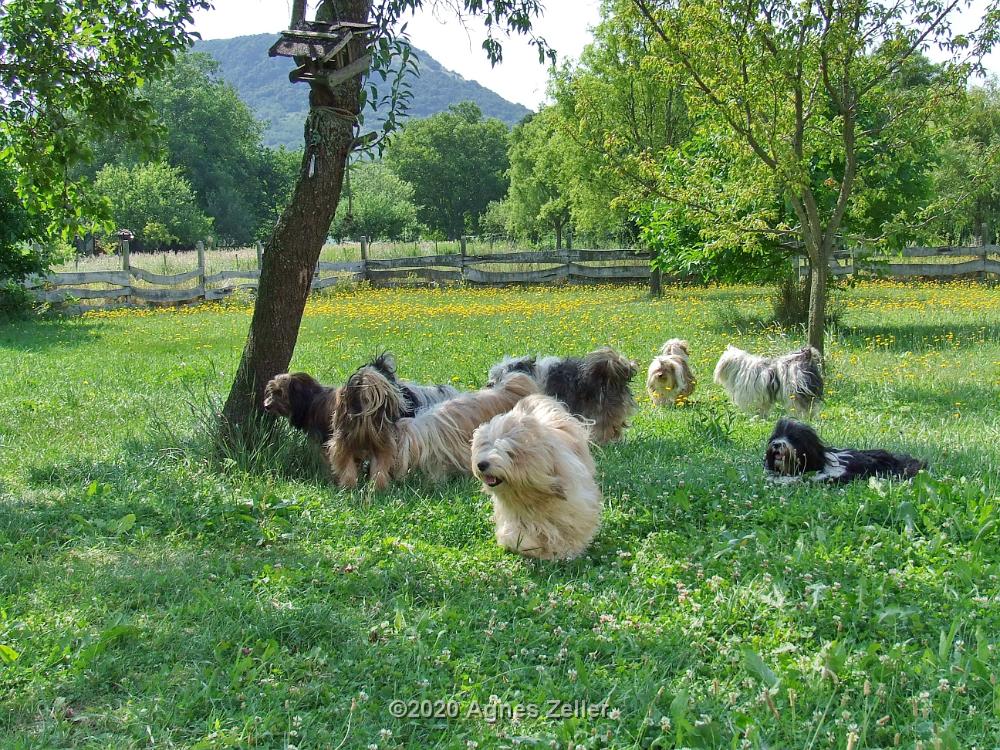 Tinghsa Bells Tibetan Terrier 0307