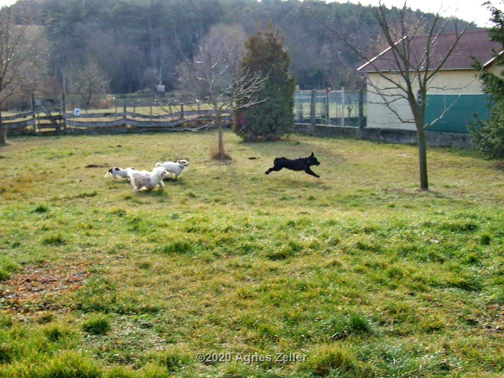 Tinghsa Bells Tibetan Terrier 0308