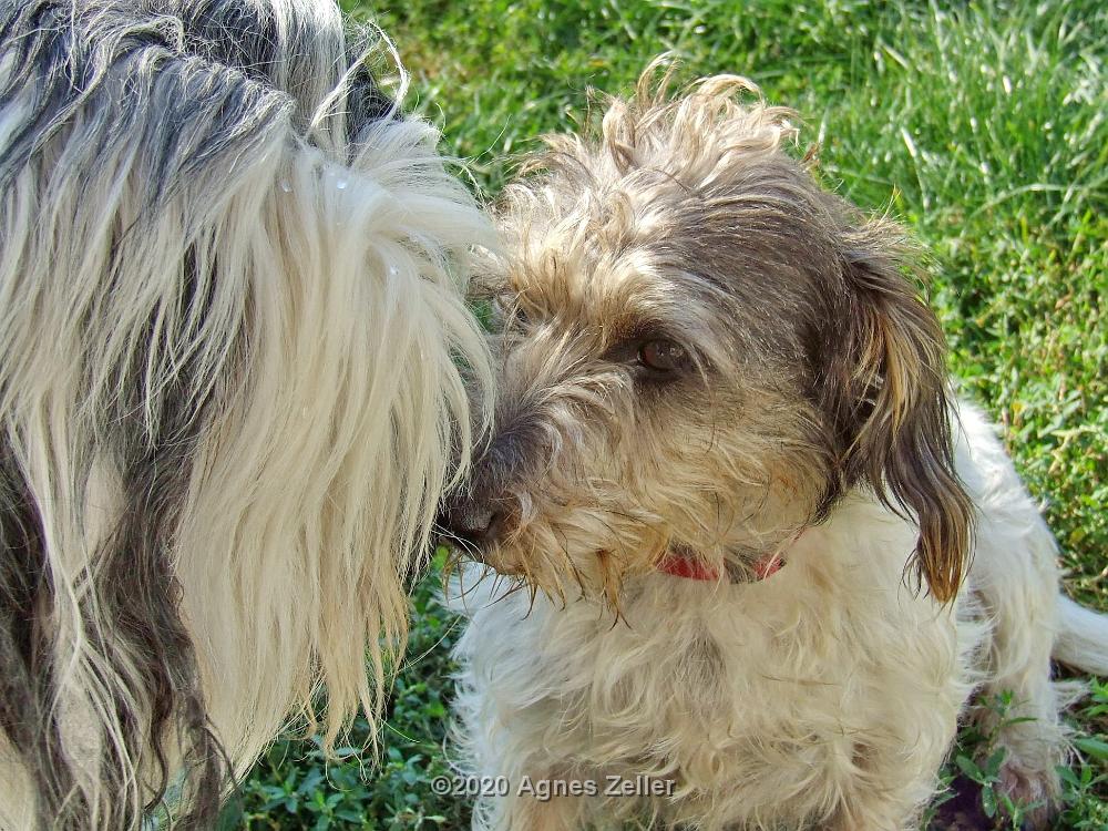 Tinghsa Bells Tibetan Terrier 0310