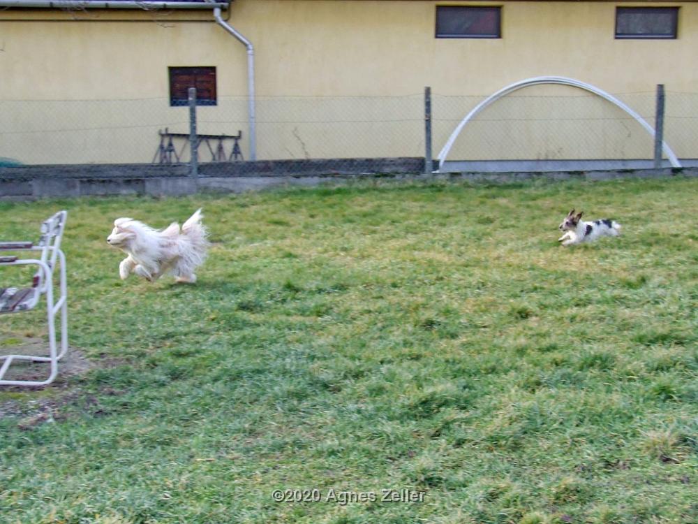 Tinghsa Bells Tibetan Terrier 0311