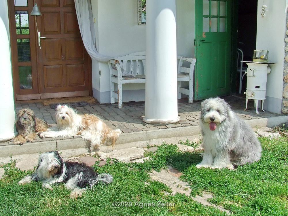 Tinghsa Bells Tibetan Terrier 0312