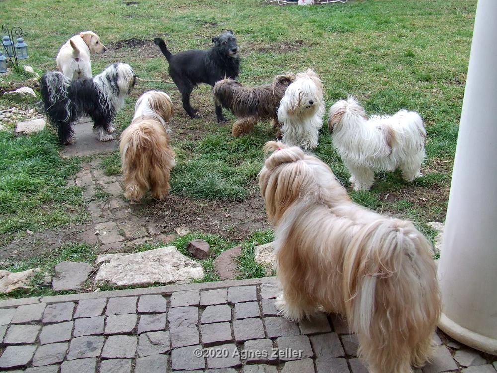 Tinghsa Bells Tibetan Terrier 0314