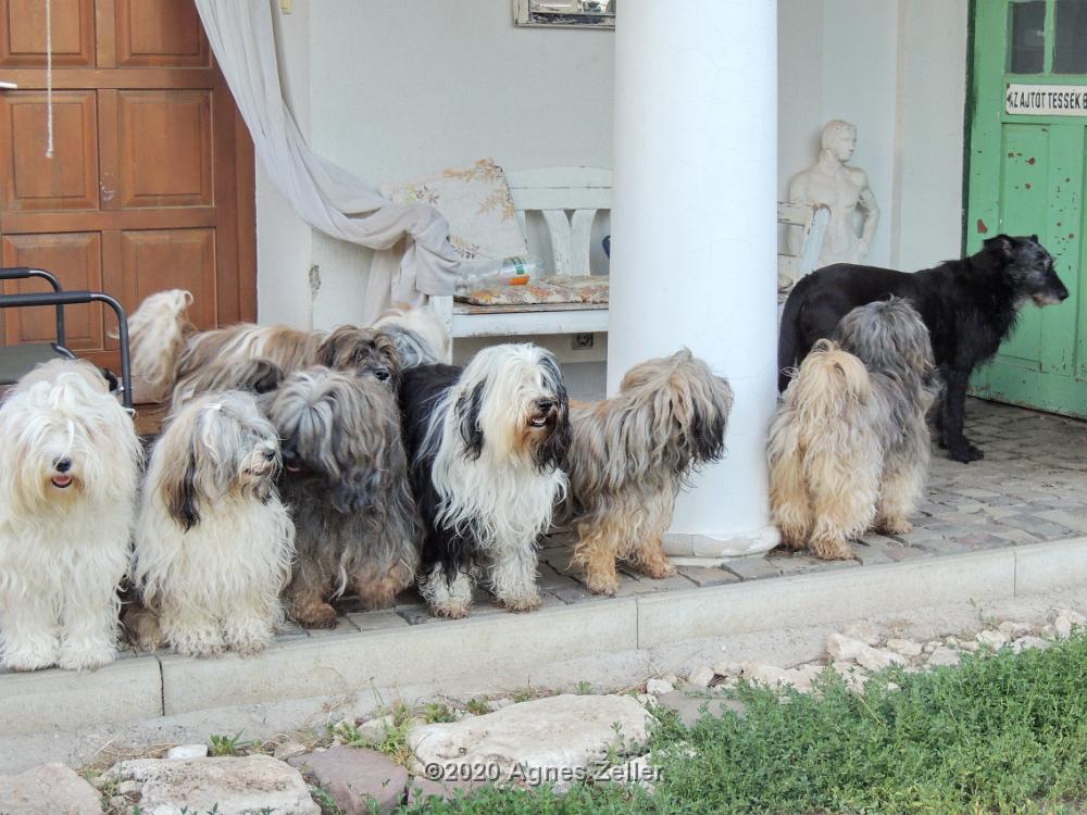 Tinghsa Bells Tibetan Terrier 0315