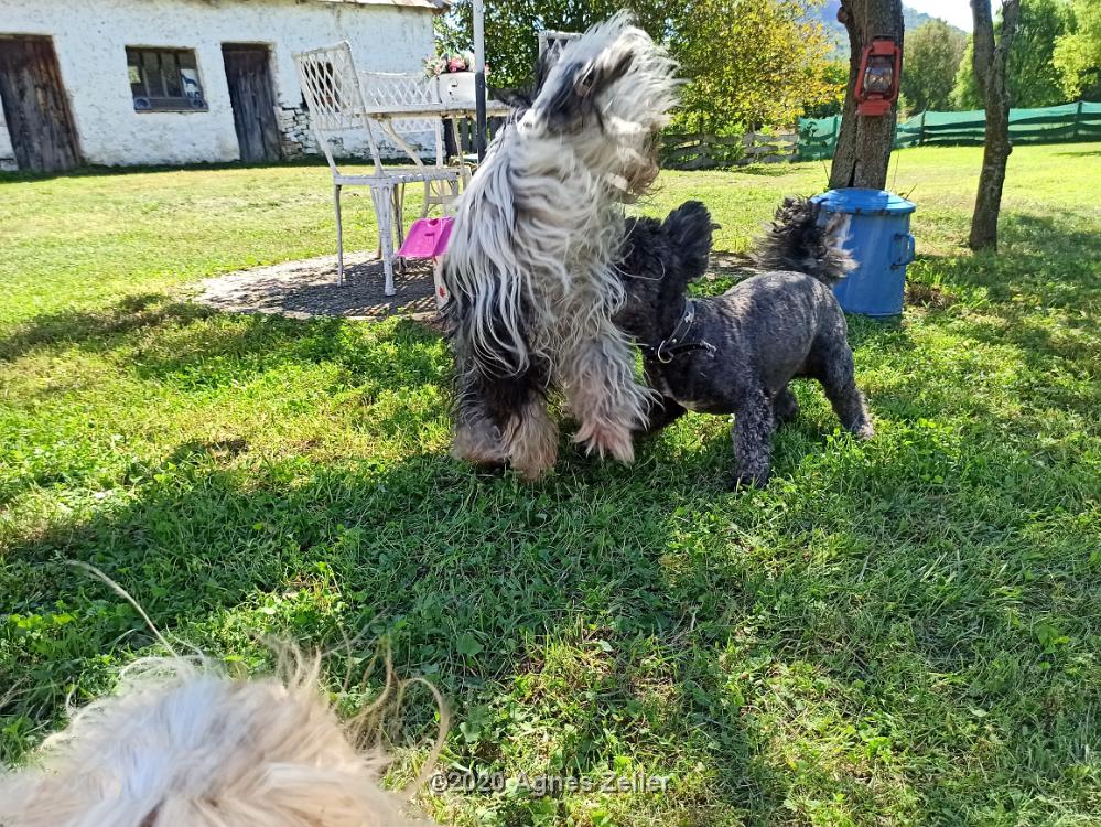 Tinghsa Bells Tibetan Terrier 0316