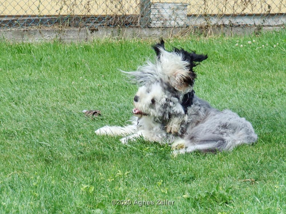 Tinghsa Bells Tibetan Terrier 0317