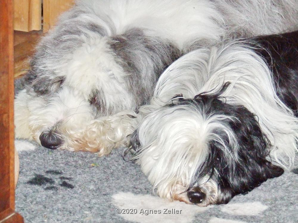 Tinghsa Bells Tibetan Terrier 0318