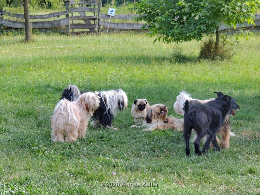 Tinghsa Bells Tibetan Terrier 0319