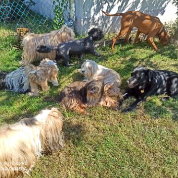 Tinghsa Bells Tibetan Terrier 0013