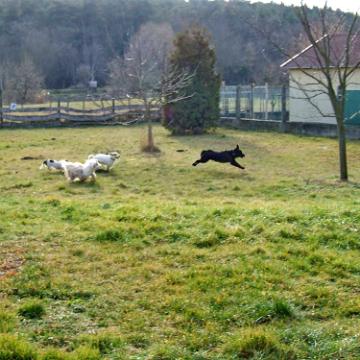 Tinghsa Bells Tibetan Terrier 0300