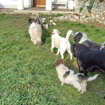 Tinghsa Bells Tibetan Terrier 0301