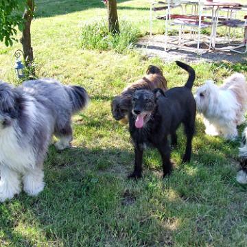 Tinghsa Bells Tibetan Terrier 0302