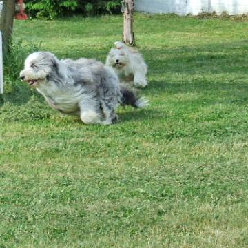 Tinghsa Bells Tibetan Terrier 0303