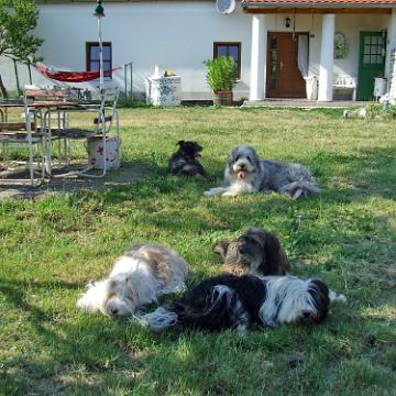 Tinghsa Bells Tibetan Terrier 0304