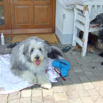 Tinghsa Bells Tibetan Terrier 0305