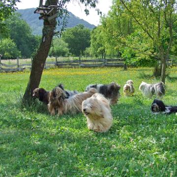 Tinghsa Bells Tibetan Terrier 0307