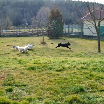 Tinghsa Bells Tibetan Terrier 0308